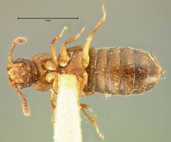 Media type: image;   Entomology 6558 Aspect: habitus ventral view